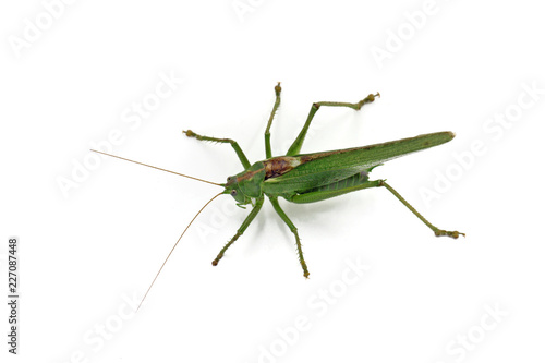 top view of green grasshopper isolated on white background