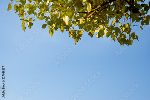 Autumn maple leaves with the blue sky background, copy space.