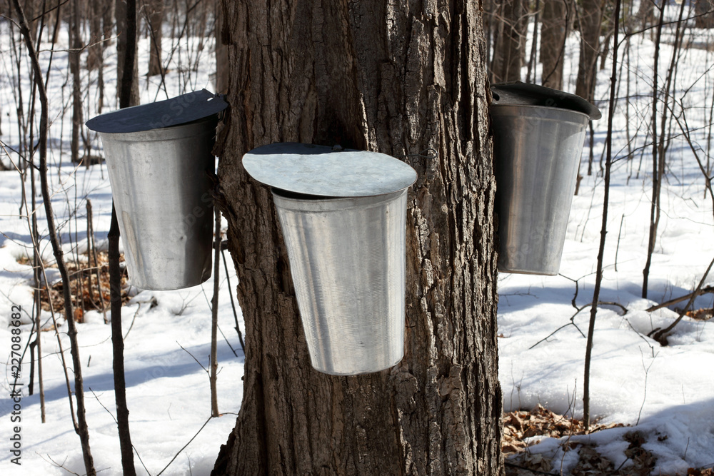 Maple Syrup Buckets On Tree Trunks Maple Syrup Buckets On Tree Trunks