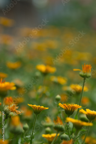 field of yellow flowers