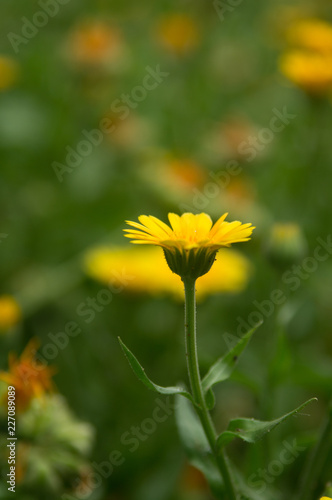 yellow flowers on background of green grass