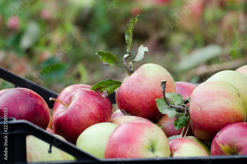 Close-up detail of a chest full of freshly harvested apples photo