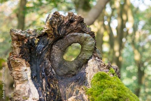 Durchblick, Astloch in einem Baumstumpf, Naturdenkmal Hutewald "Halloh" bei Albertshausen, Naturpark Kellerwald-Edersee, Hessen, Deutschland