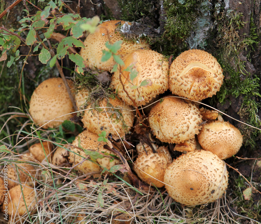 Cluster of Golden Scalycap mushrooms or Pholiota aurivella Cluster of Golden Scalycap mushrooms or Pholiota aurivella