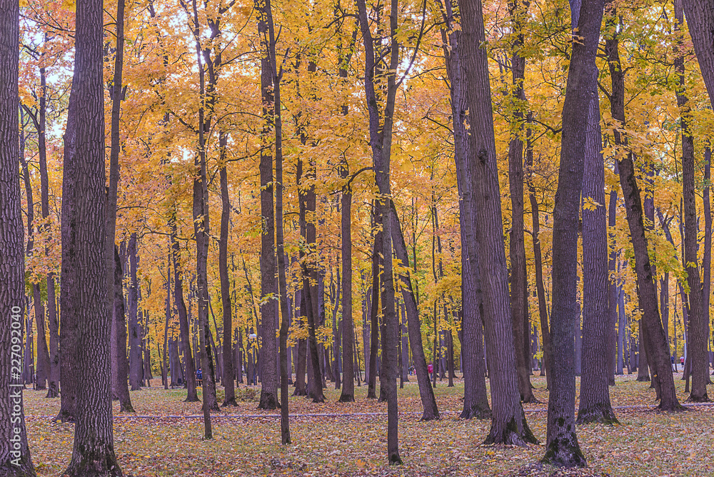 Beautiful autumn park