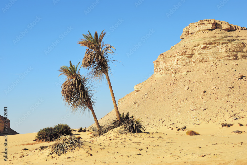 Landscape of the Western desert Sahara, Egypt Landscape of the Western desert Sahara, Egypt