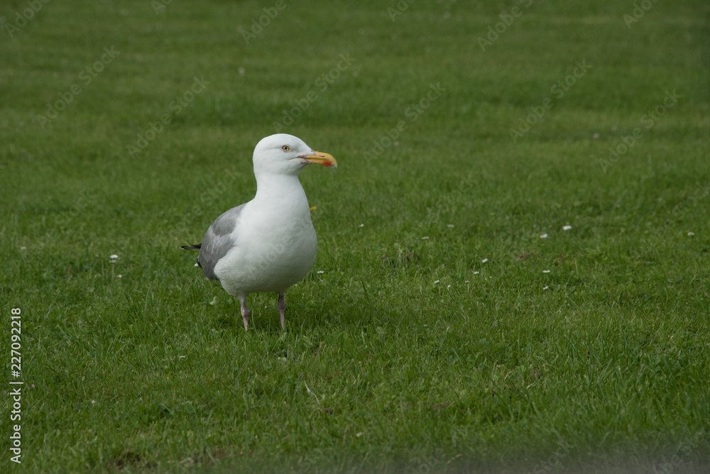 Möwe