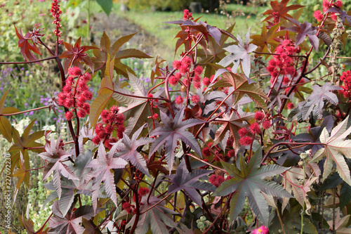 Castor-beans plant or Ricinus communis. General view of plant with red fruits photo