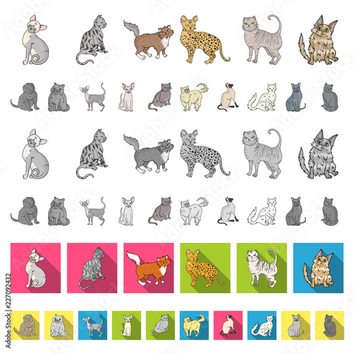 Breeds of cats cartoon icons in set collection for design. Pet cat vector symbol stock web illustration.