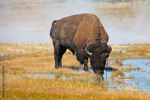 Yellowstone Bison