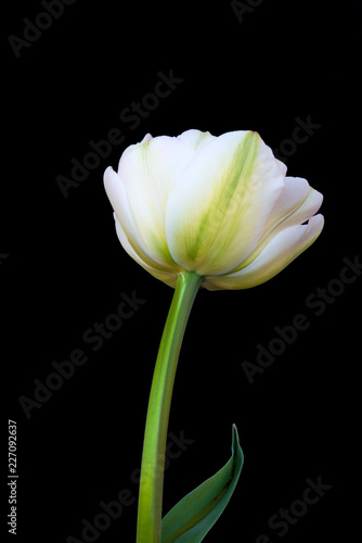 Tulip flower on black background