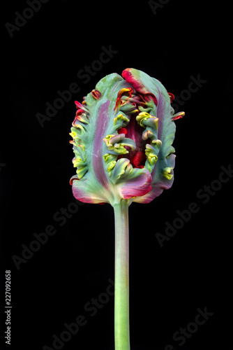 Fototapeta Naklejka Na Ścianę i Meble -  Tulip parrot