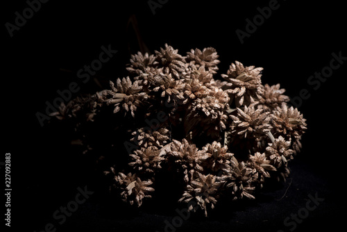 Halloween object concept, on black background