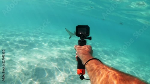 Recording blacktip reef sharks in Tahiti with camera, POV