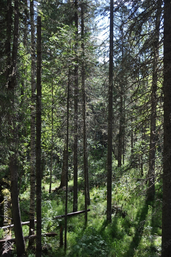 Fototapeta premium Nature