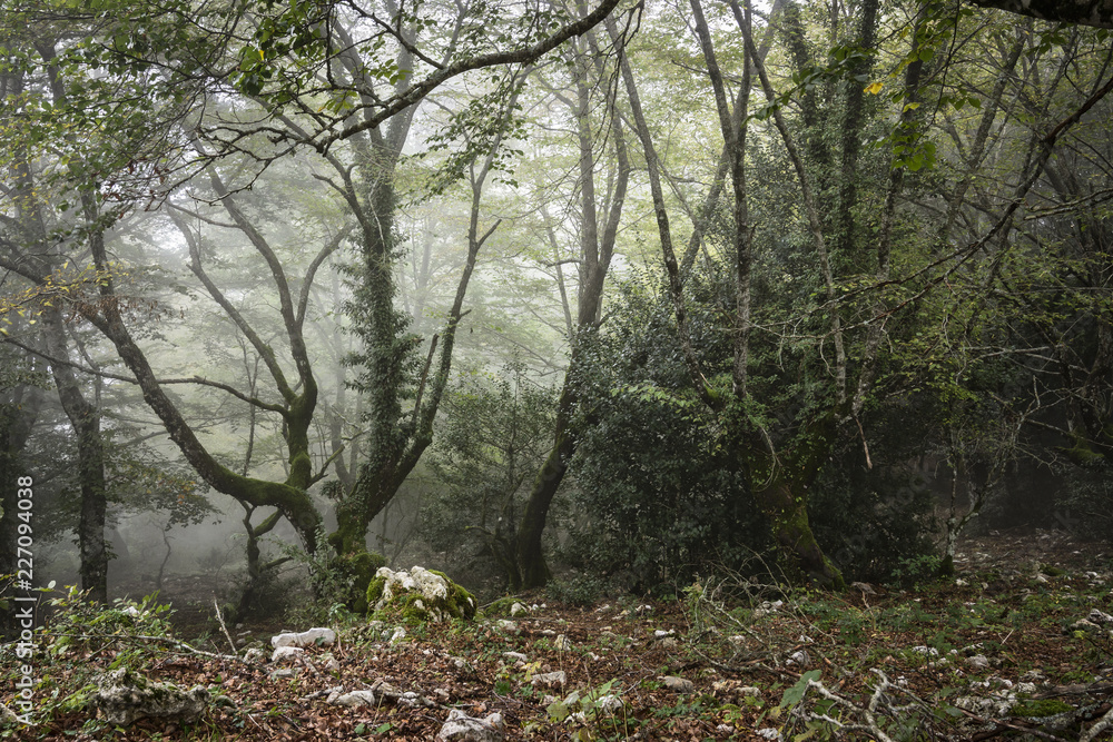 Route in the Wood with Fog - Cold Atmosphere Route in the Wood with Fog - Cold Atmosphere