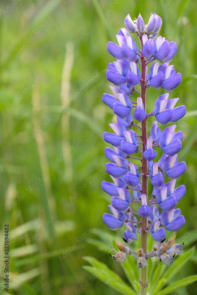 Obraz premium Big Leaf Lupine, ( Lupinus polyphyllus ), Acadia National Park, Maine