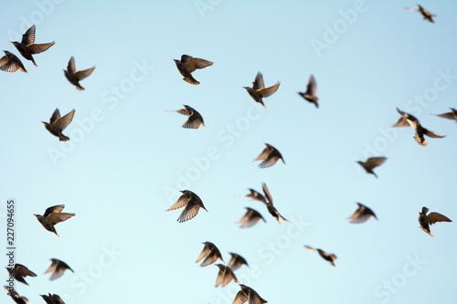 Flock of starlings flying in the air photo