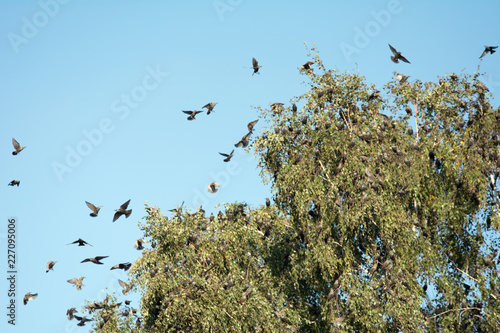 Flock of starlings sitting on a birch tree and flying around it