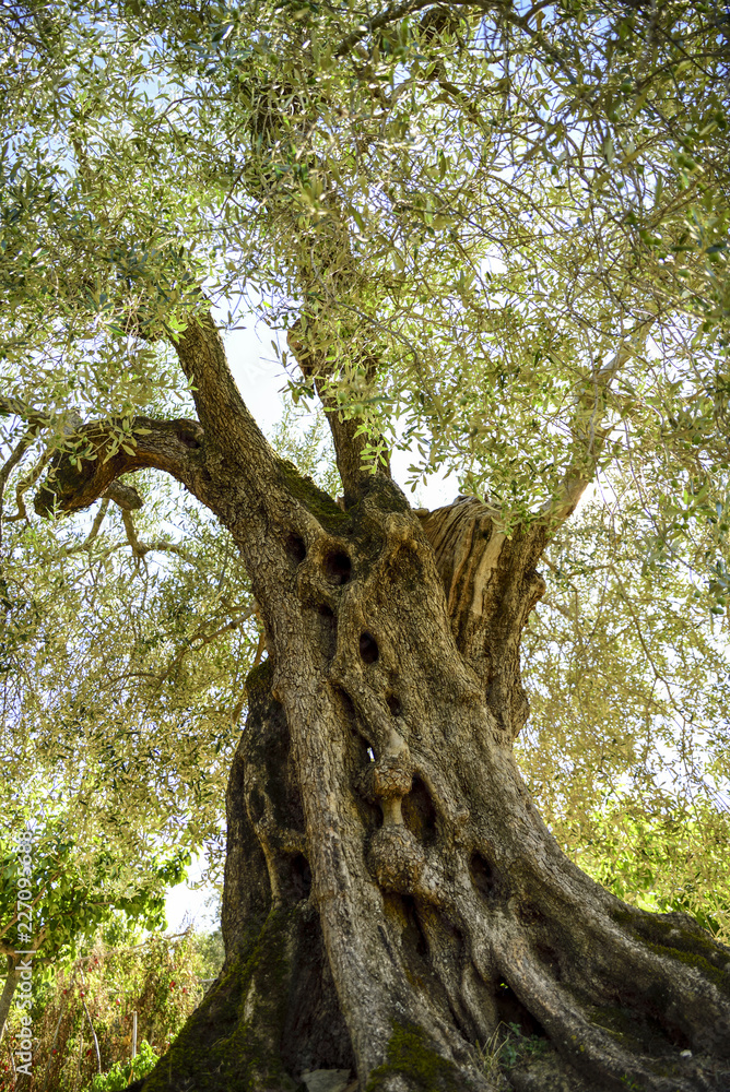 olive tree, cultivation in Umbria, Italy olive tree, cultivation in Umbria, Italy