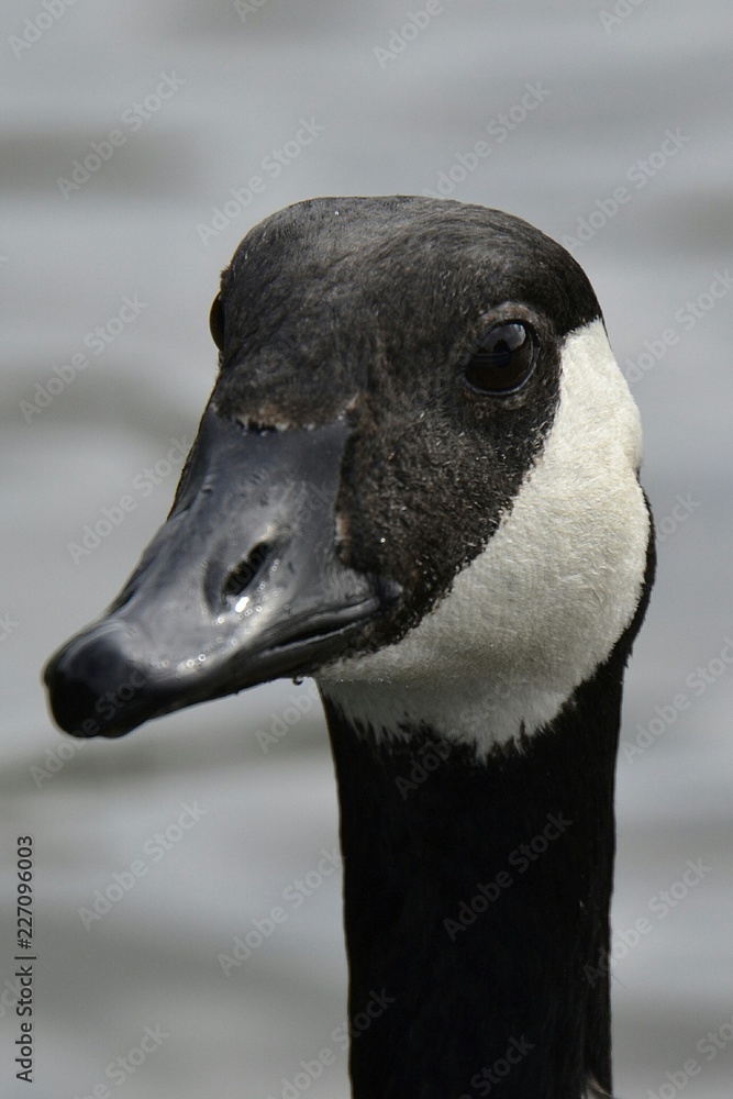 Kanadagans am Steinbrücker Teich in Darmstadt, Hessen, Deutschland Kanadagans am Steinbrücker Teich in Darmstadt, Hessen, Deutschland