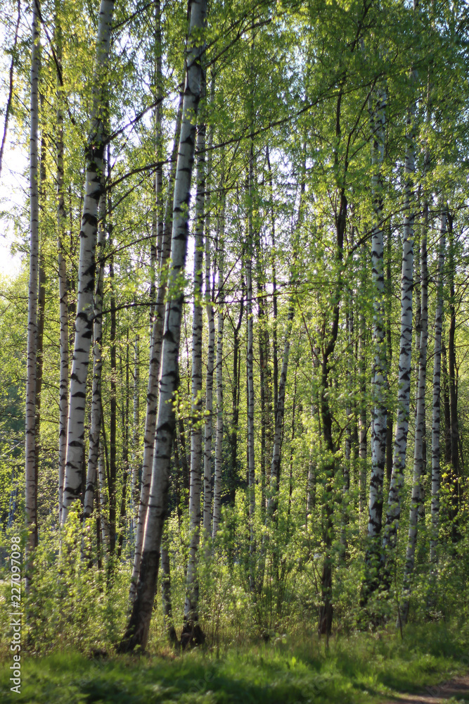 Birch trees in the forest Birch trees in the forest