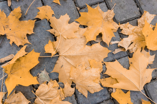 yellow autumn wedge leaves on a park path, abstract background from leaves