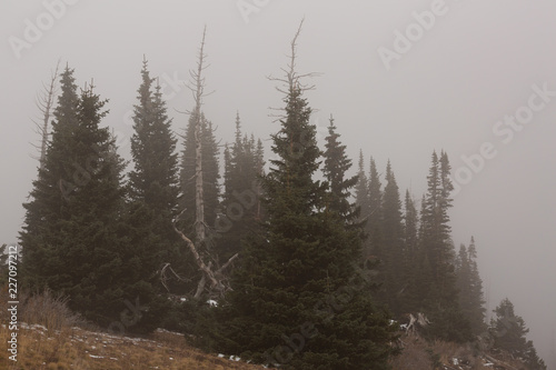 Dark green pines grow on a hillside with fog drifting through the scene.
