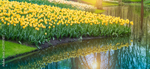 Field of yellow Dutch tulips with reflection in the water.