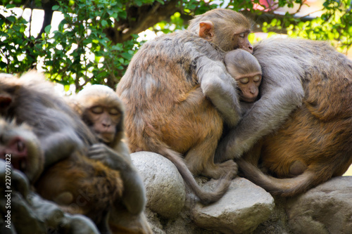 Sleeping Monkey Group