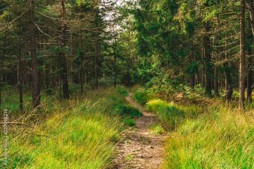 Fototapeta premium path in forest