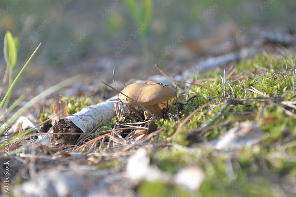 beautiful wild forest mushrooms in Ukraine beautiful wild forest mushrooms in Ukraine