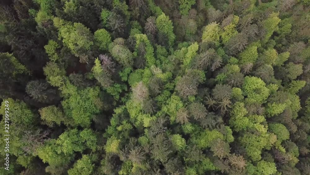 Forêt dans le Jura Forêt dans le Jura