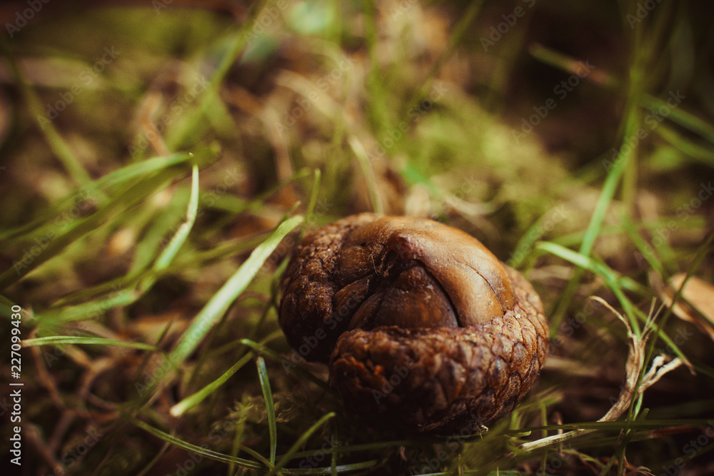 An acorn hat on an autumn leaf, fall colors An acorn hat on an autumn leaf, fall colors