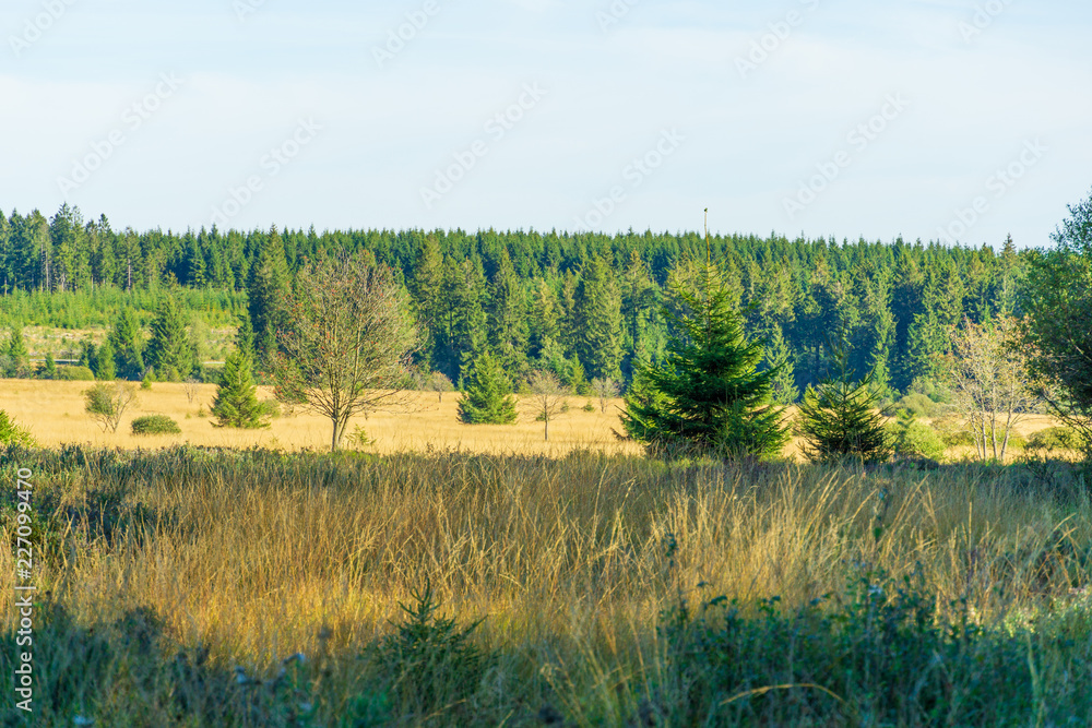 landscape with trees landscape with trees