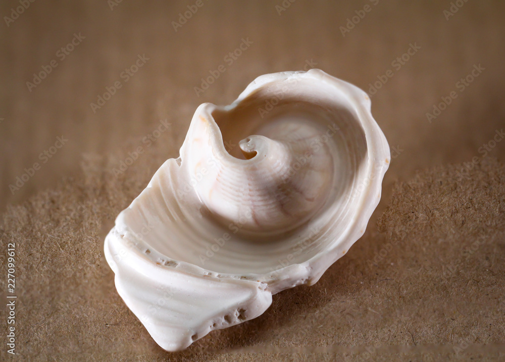 Detail einer Schnecke, Muschel Detail einer Schnecke, Muschel
