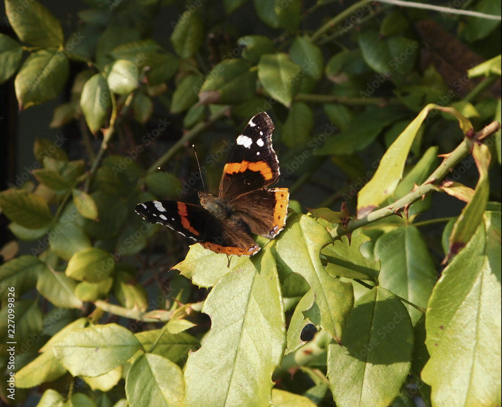 beautiful butterfly in flower garden beautiful butterfly in flower garden