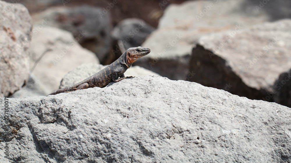Gran-Canaria-Rieseneidechse, Kanareneidechse, Gekko Gran-Canaria-Rieseneidechse, Kanareneidechse, Gekko