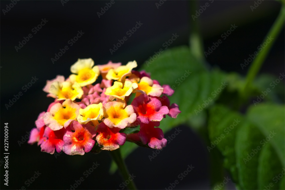 Close up of beautiful Lantana Camara flowers. Close up of beautiful Lantana Camara flowers.