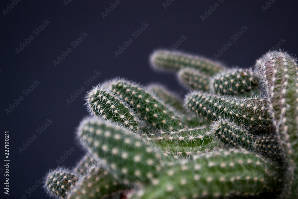 Brightly green cactus with white little spiny bunnies on a black background. Chamaecereus silvestris Brightly green cactus with white little spiny bunnies on a black background. Chamaecereus silvestris