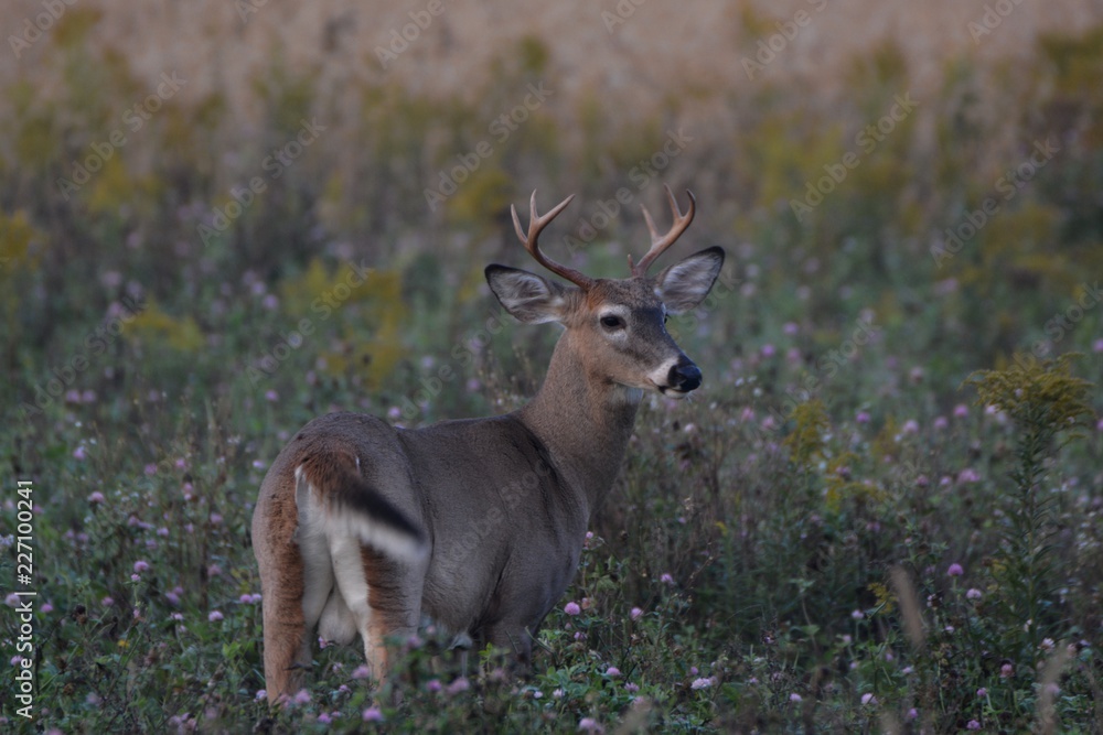 Three point buck Three point buck