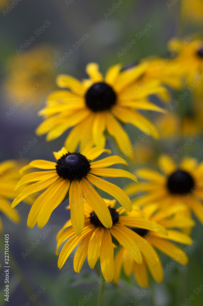 Obraz premium Rudbeckia hirta yellow flower with black brown centre in bloom, black eyed susan in the garden