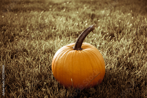 one big orange pumpkin in the field 