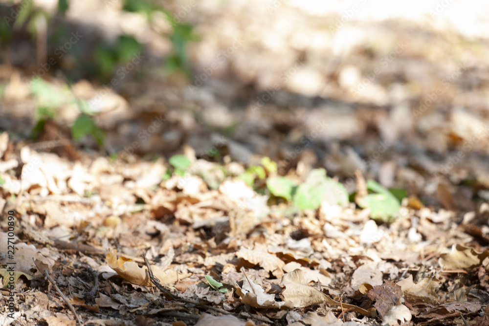 Spring leaves on a background of a blurred sunny forest, abstract natural backgrounds Limited depth of field. There is space for text