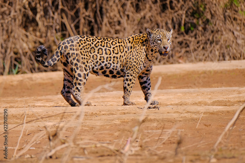 Jaguar  Panthera Onca  along the Cuiaba River  Porto Jofre  Pantanal