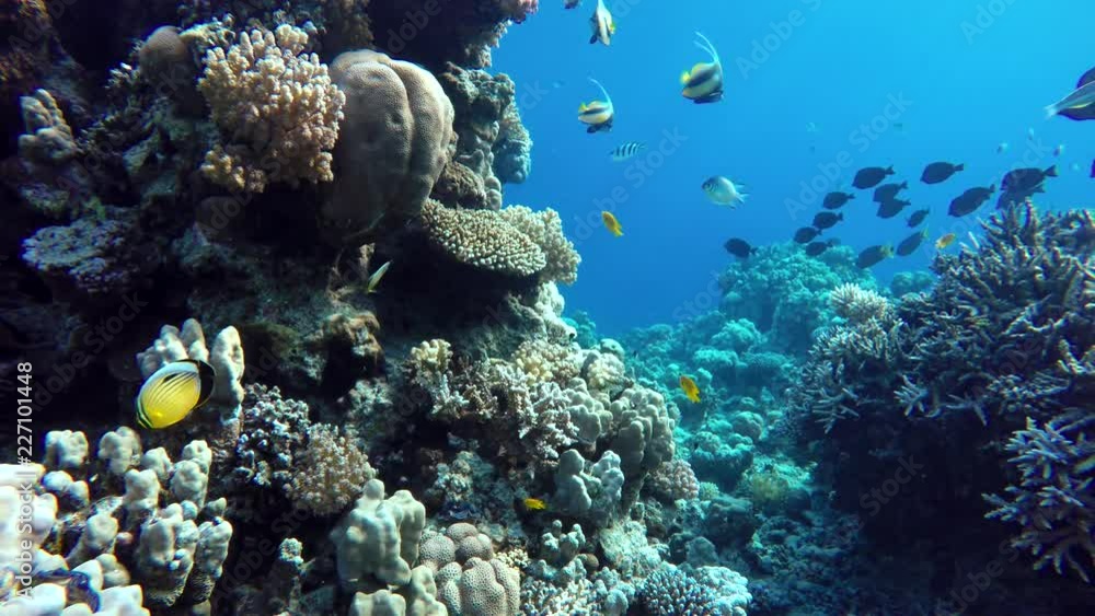 The marine life of tropical fish. Coral reef. Tropical sea and coral reef. The marine life of tropical fish. Coral reef. Tropical sea and coral reef.