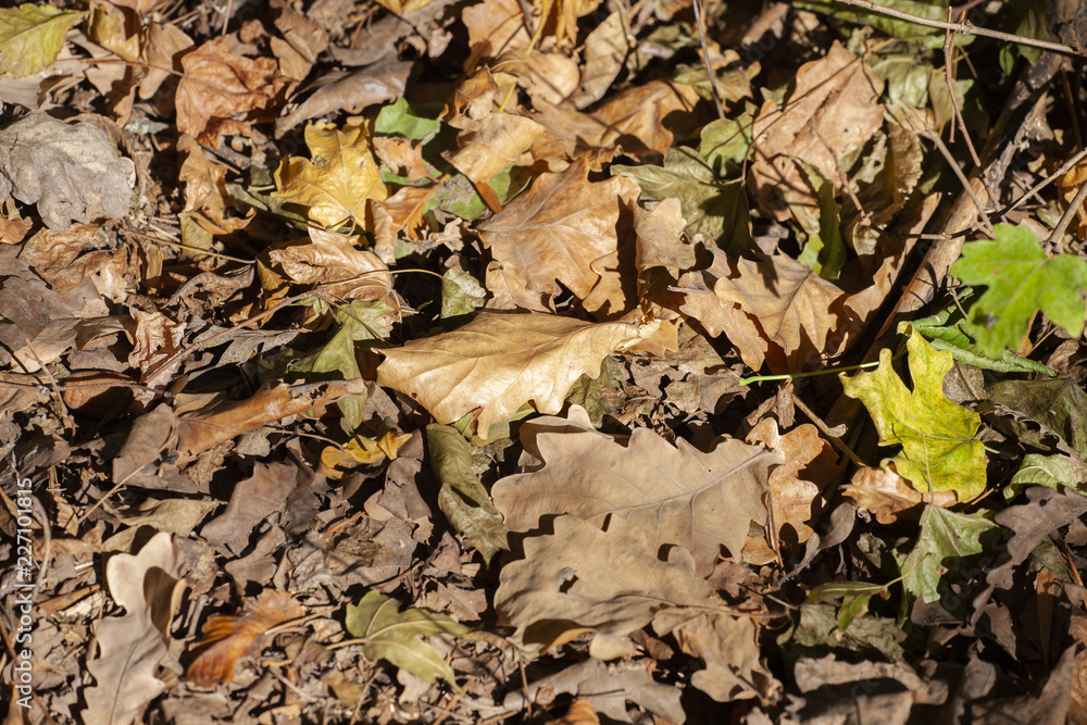 Naklejka premium Acorns and a dry oak leaf on the ground in the autumn forest