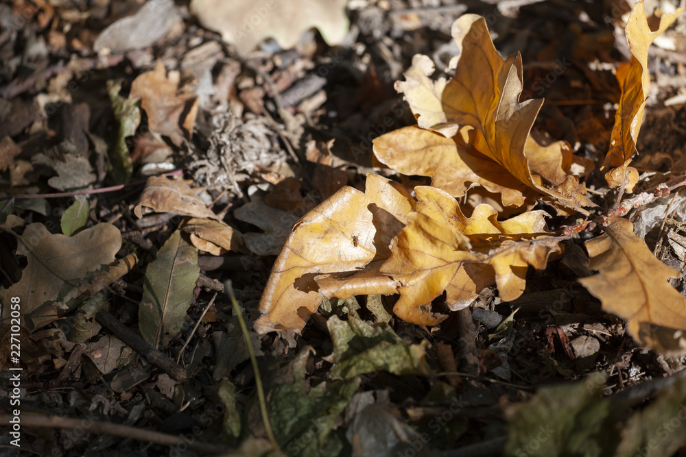 Acorns and a dry oak leaf on the ground in the autumn forest