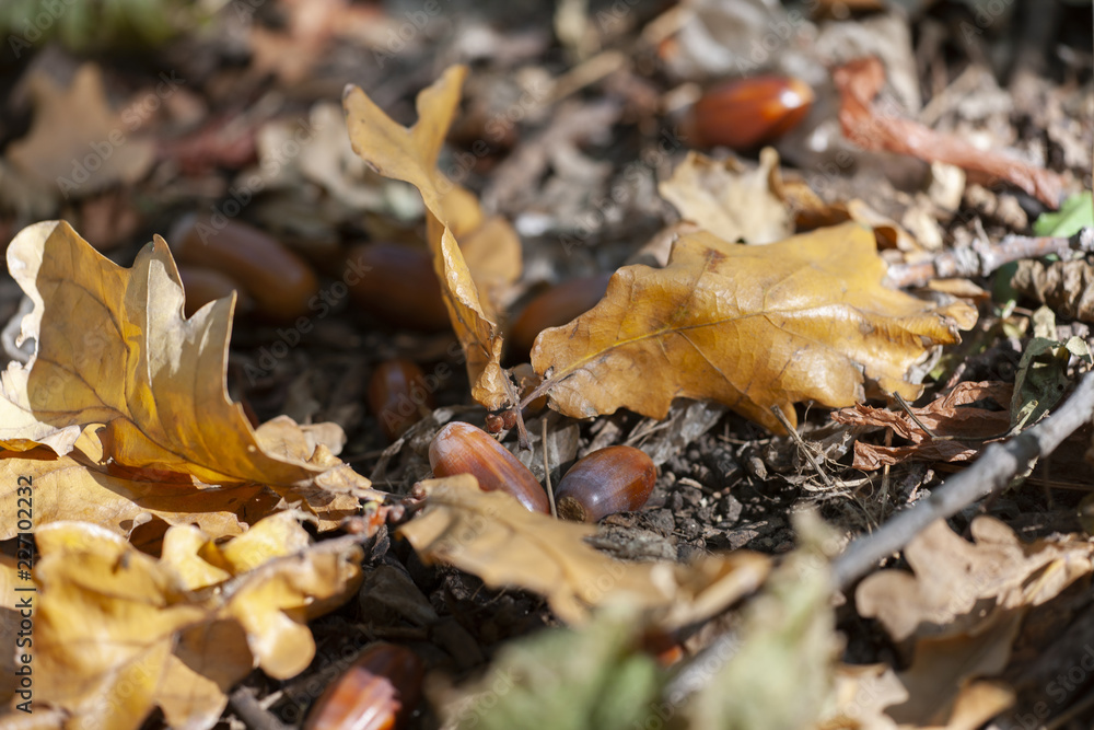 Dry oak leaves on the ground for background Dry oak leaves on the ground for background