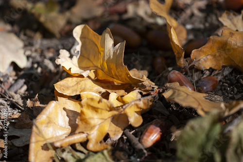 Dry oak leaves on the ground for background